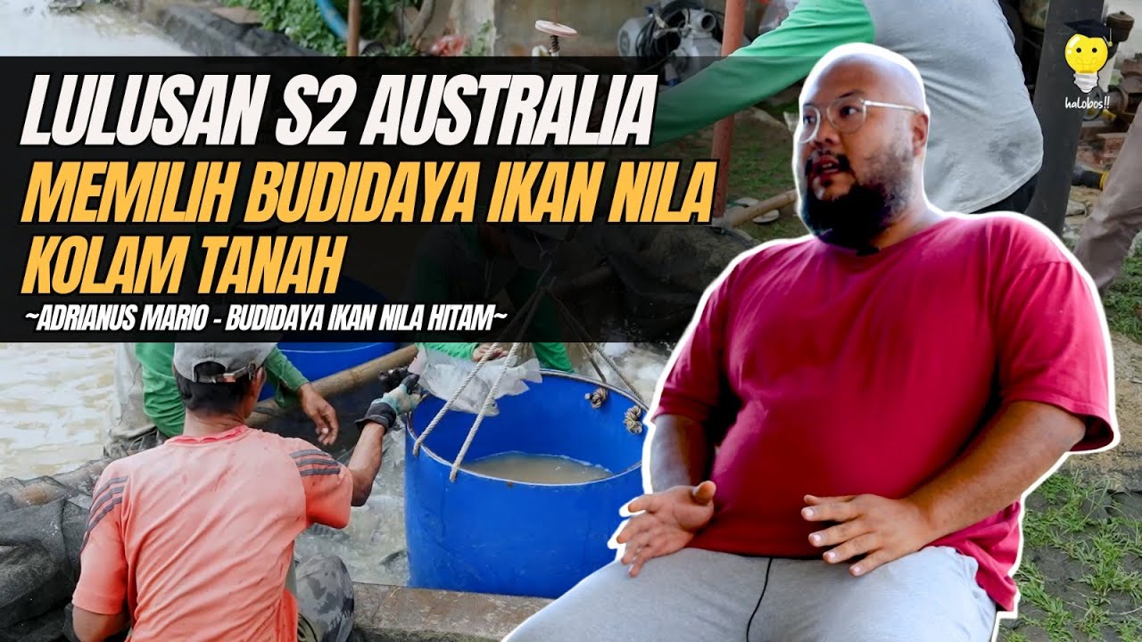 BUDIDAYA IKAN NILA HITAM KOLAM TANAH, PANEN 15 TON/BULAN!!