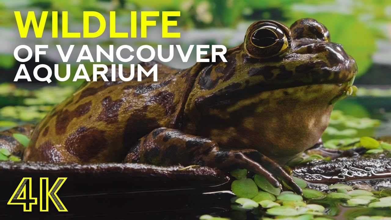 Exploring Wild Inhabitants of Vancouver Aquarium - Amazing Sea Animals in 4K