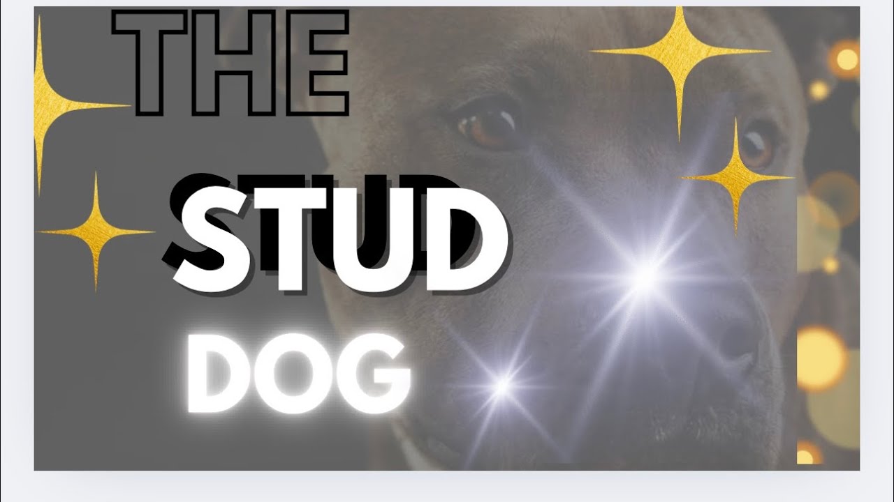 The Stud Dog