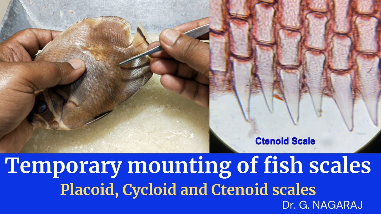 Temporary mounting of fish scales - Placoid, Cycloid and Ctenoid scales