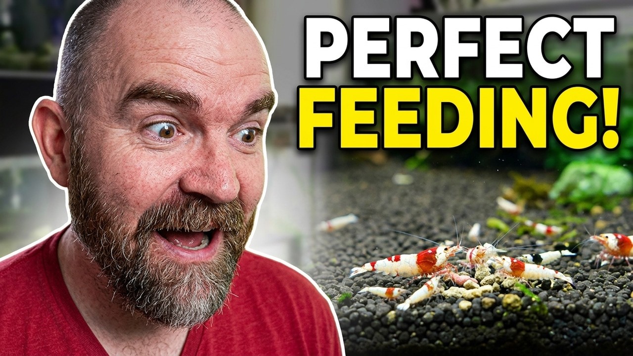 How To Feed Shrimp Without Overfeeding