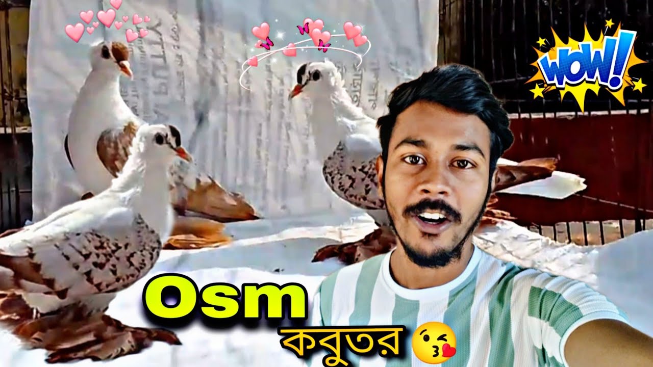 কবুতর গুলোকে দেখতে অসাধারণ লাগছে😱