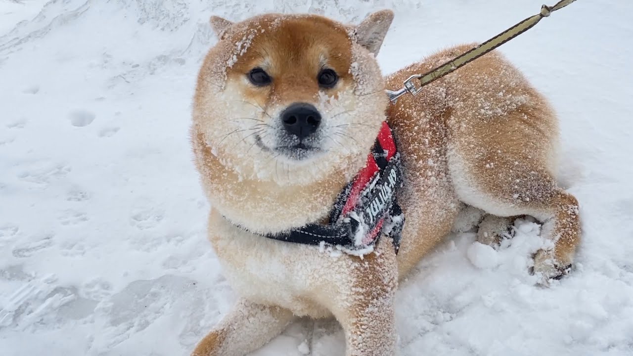 柴犬と振り返る大雪！今年もありがとうございました。【2024年総まとめ】