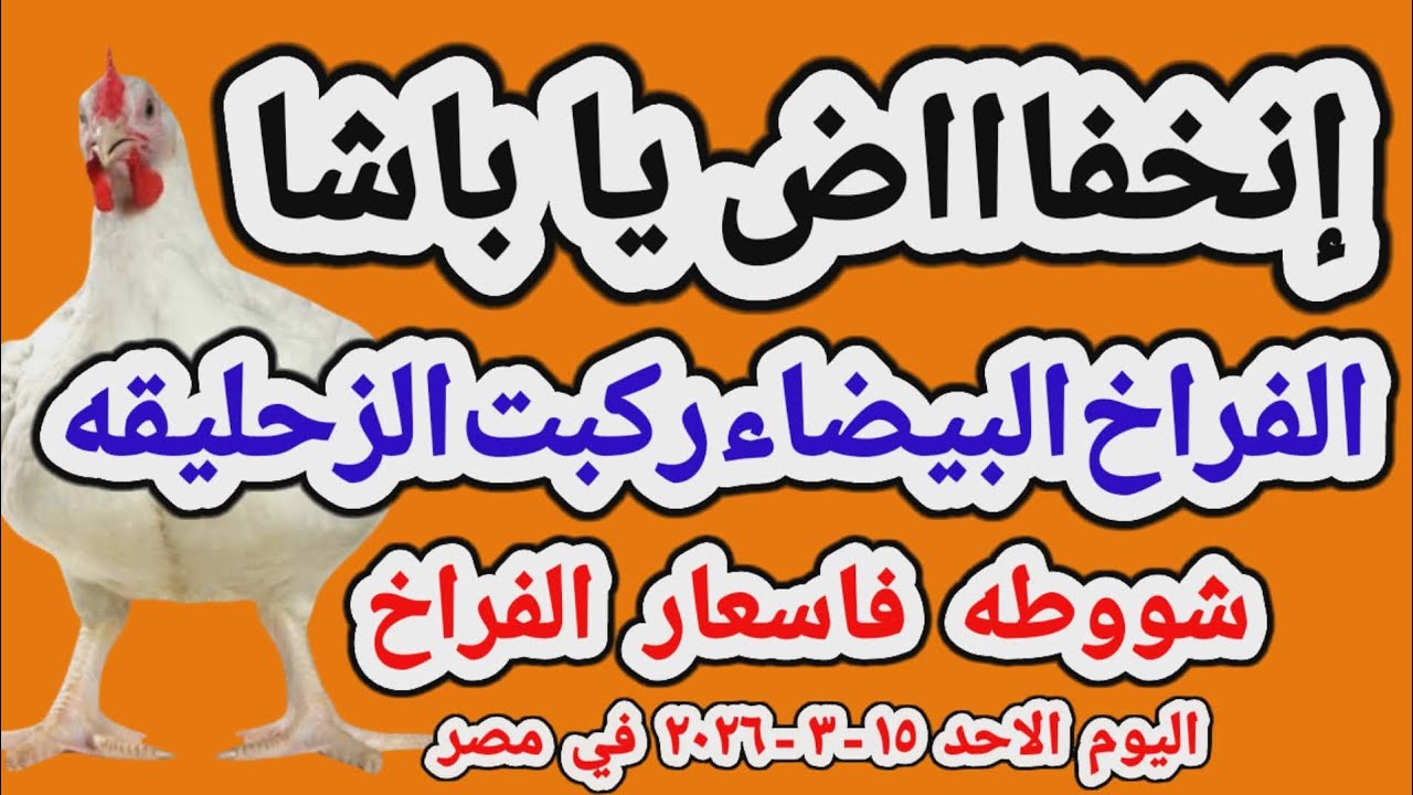 اسعار الفراخ البيضاء اليوم/ سعر الفراخ البيضاء اليوم الاحد 2026/3/15 في مصر