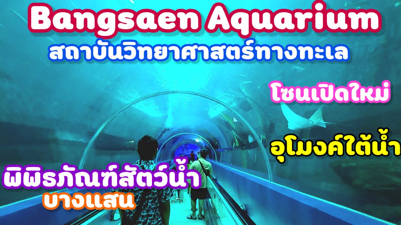 พิพิธภัณฑ์สัตว์น้ำ บางแสน | สถาบันวิทยาศาสตร์ทางทะเล