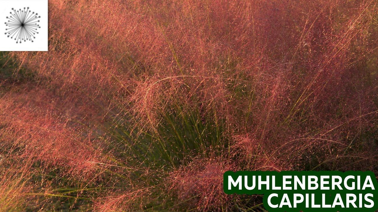 Todo sobre la Gram&iacute;nea Muhlenbergia capillaris