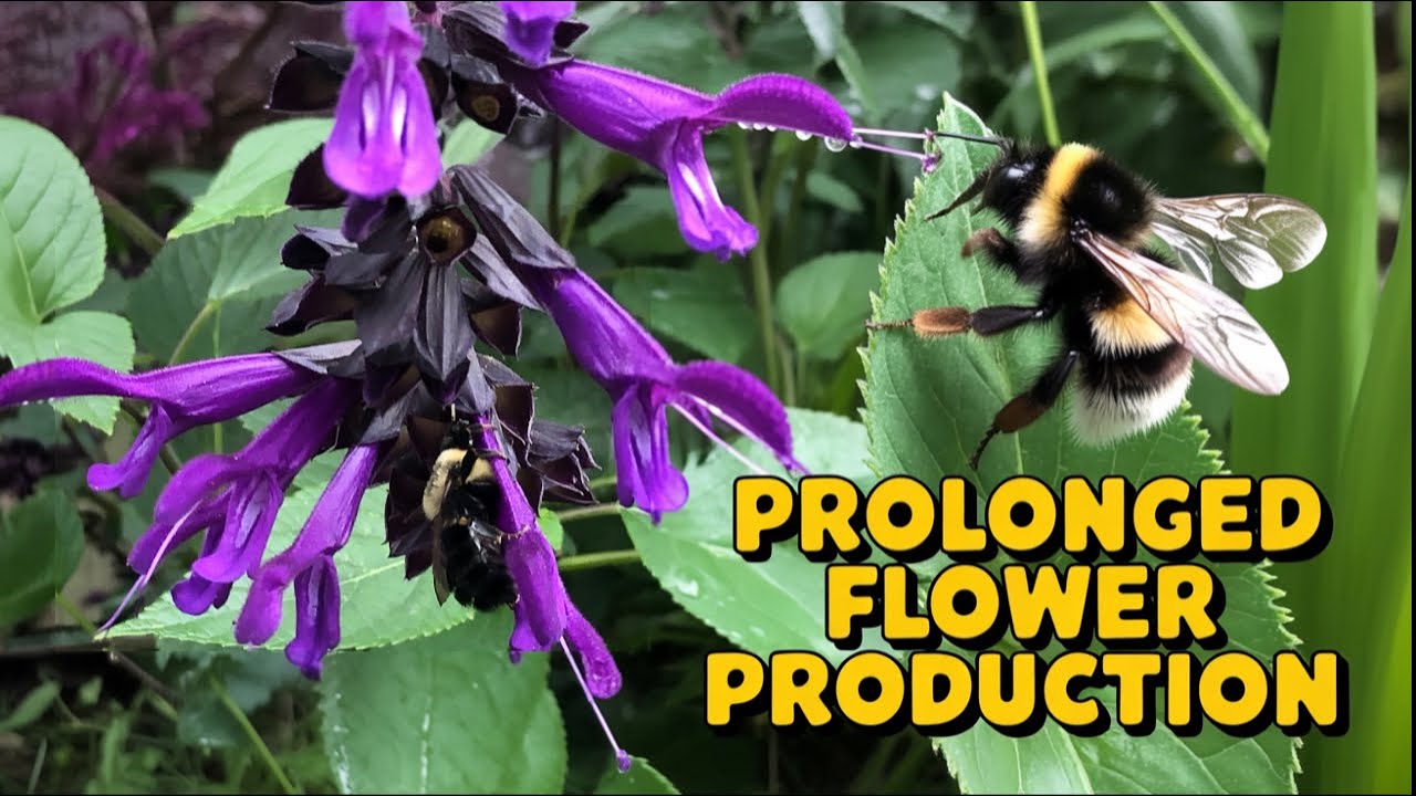 The remarkable Salvia 'Amistad' - Why does this plant score 10/10?