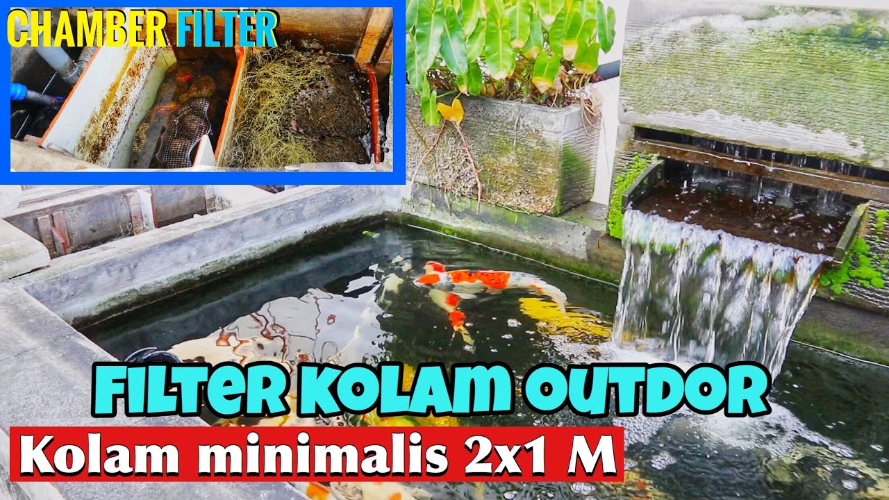 Filter kolam koi minimalis 2x1 meter outdoor sederhana,jernih dan simpel