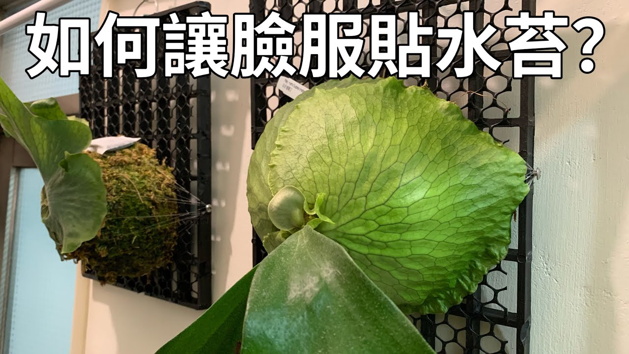 利用這個特性，幫助鹿角蕨的營養葉（臉）服貼水苔！