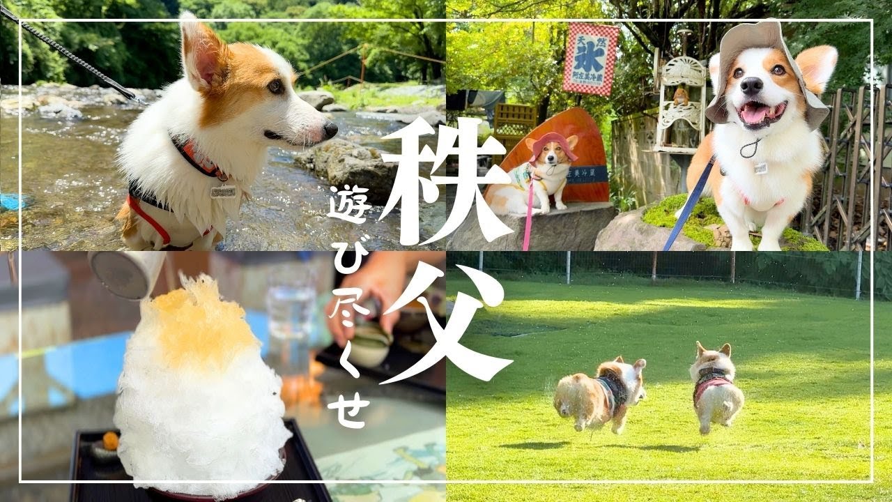 【愛犬と秩父日帰り旅行】雲海を望む天空のドッグラン！天然氷のかき氷、川遊び/やまのうえランド/阿左美冷蔵/道の駅あしがくぼ/埼玉から日帰り/コーギー