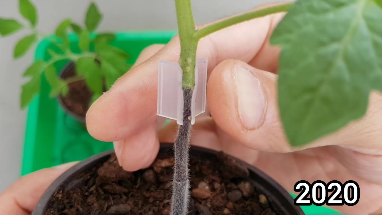 Comment greffer la tomate de A à Z ? 2020