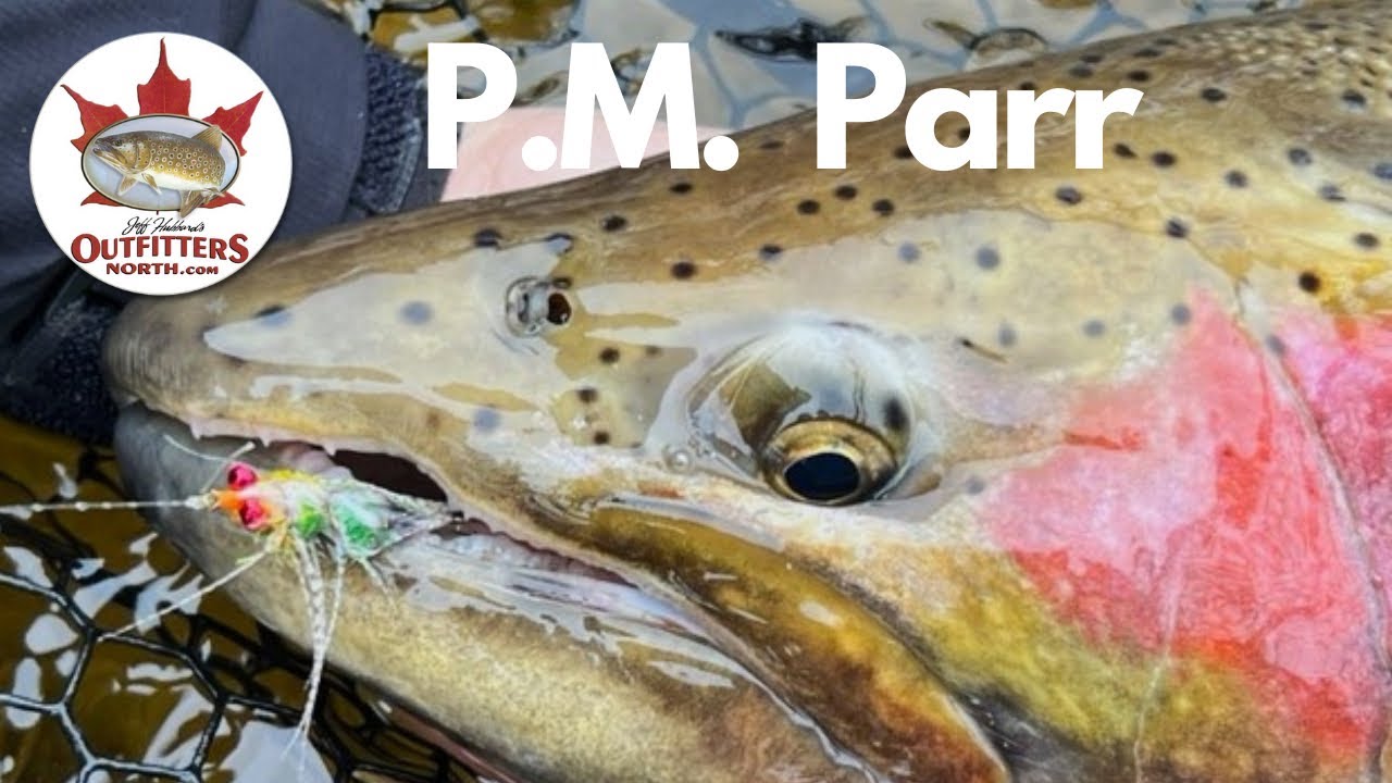 STEELHEAD CANDY: The PM Parr Pattern That Triggers Savage Takes