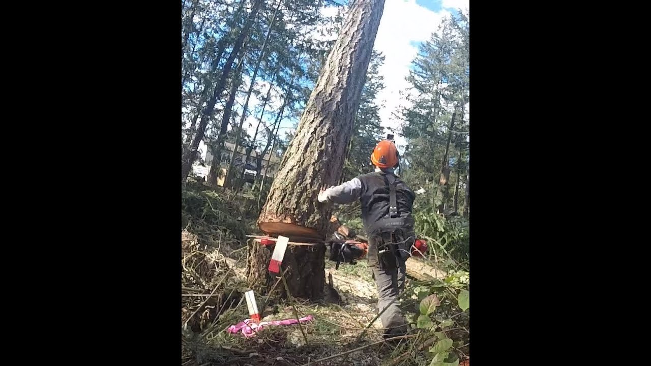 PORTED DOLMAR 7300, FALLING TIMBER IN TIGHT QUARTERS