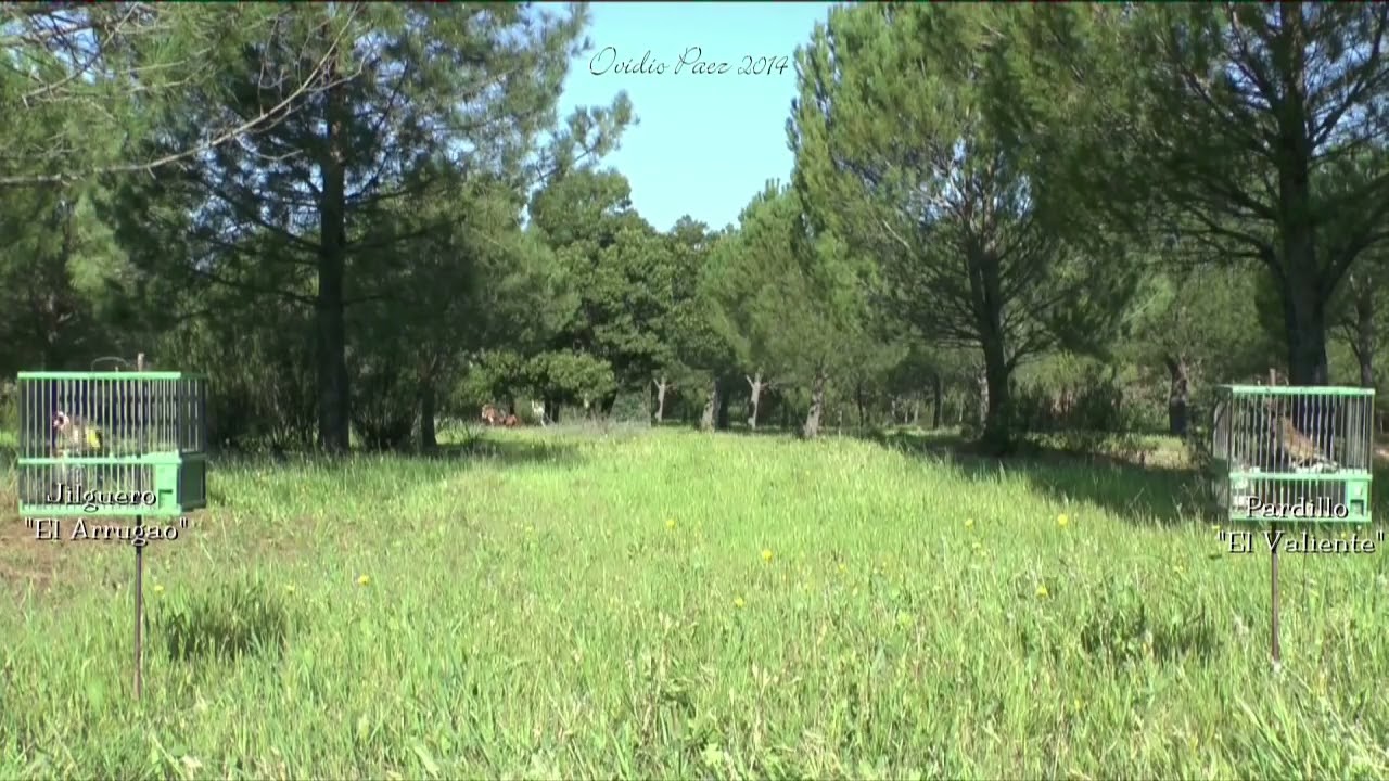 GOLDFINCH vs. LINNET - Singing Comparison