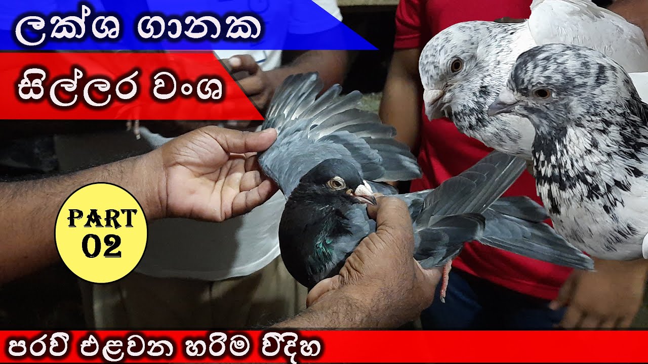 Sinhala paravi review in sri lanka . Best tyming pigeon review .paravi
