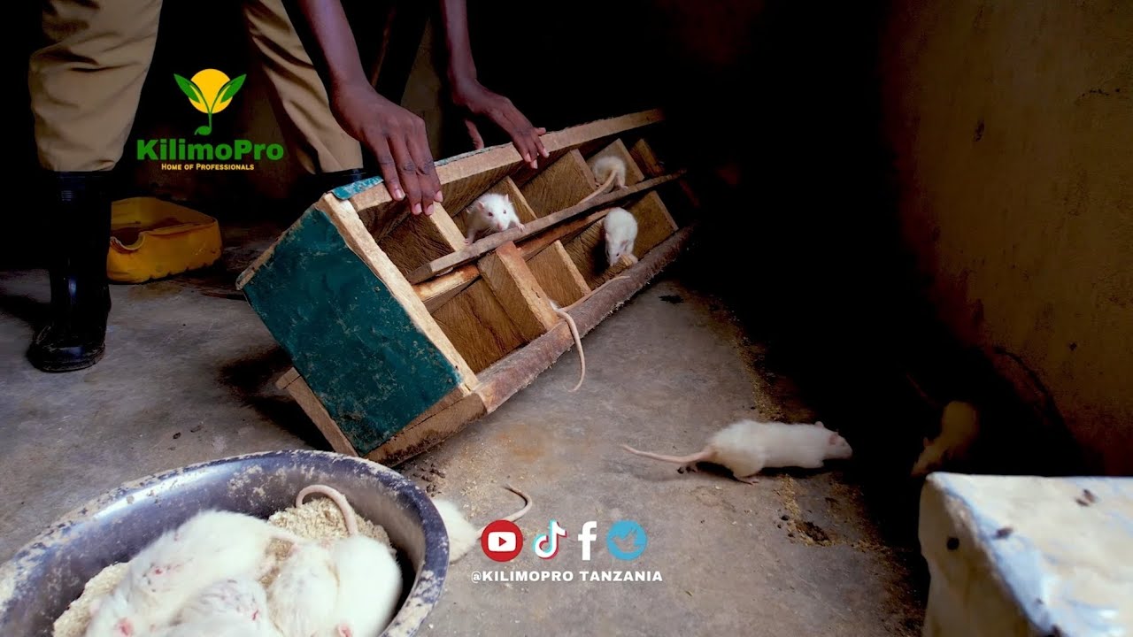 UFUGAJI WA PANYA KIBIASHARA, MMOJA ELFU 10, WANAZAA KWA WIKI MBILI TU, 10 HADI 95 | Kilimopro
