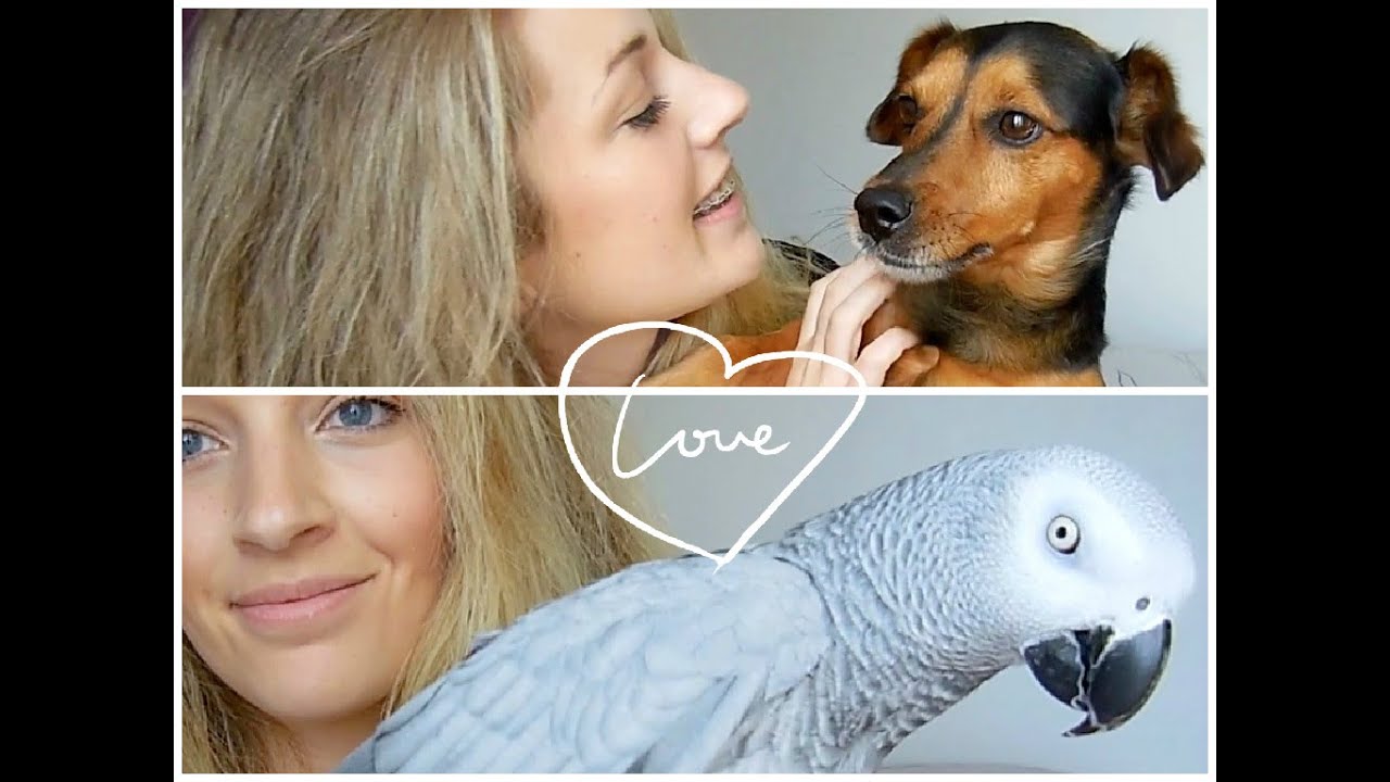 Mes Animaux ♡ Chien et perroquet