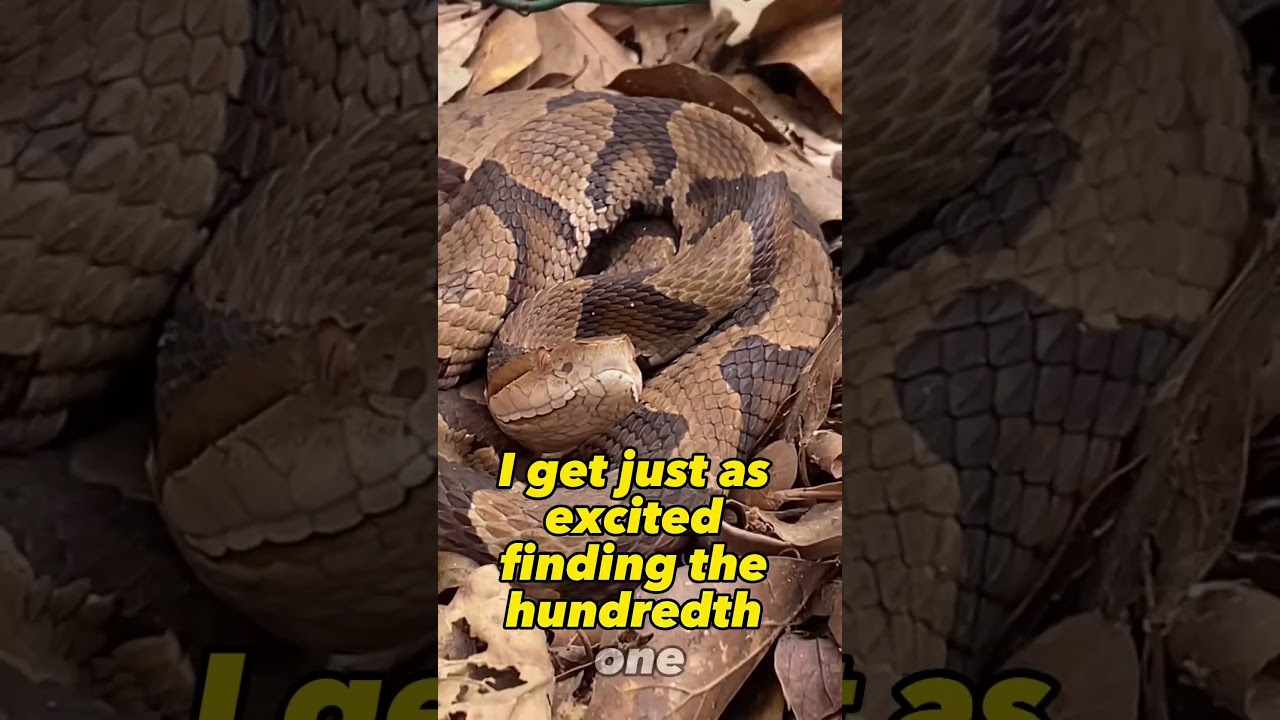 Cool weather herping is the best! #herping #venom #viper #snake #copperhead #animals #cool #pretty