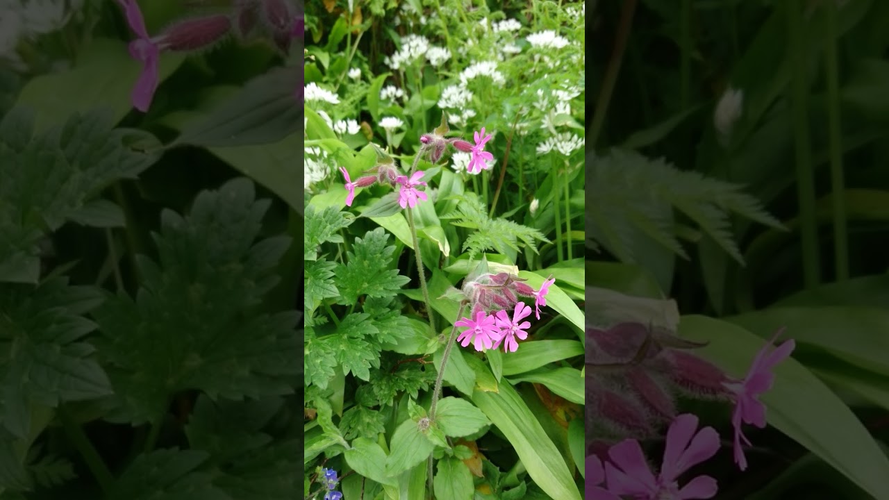 Red campion, British wildflower
