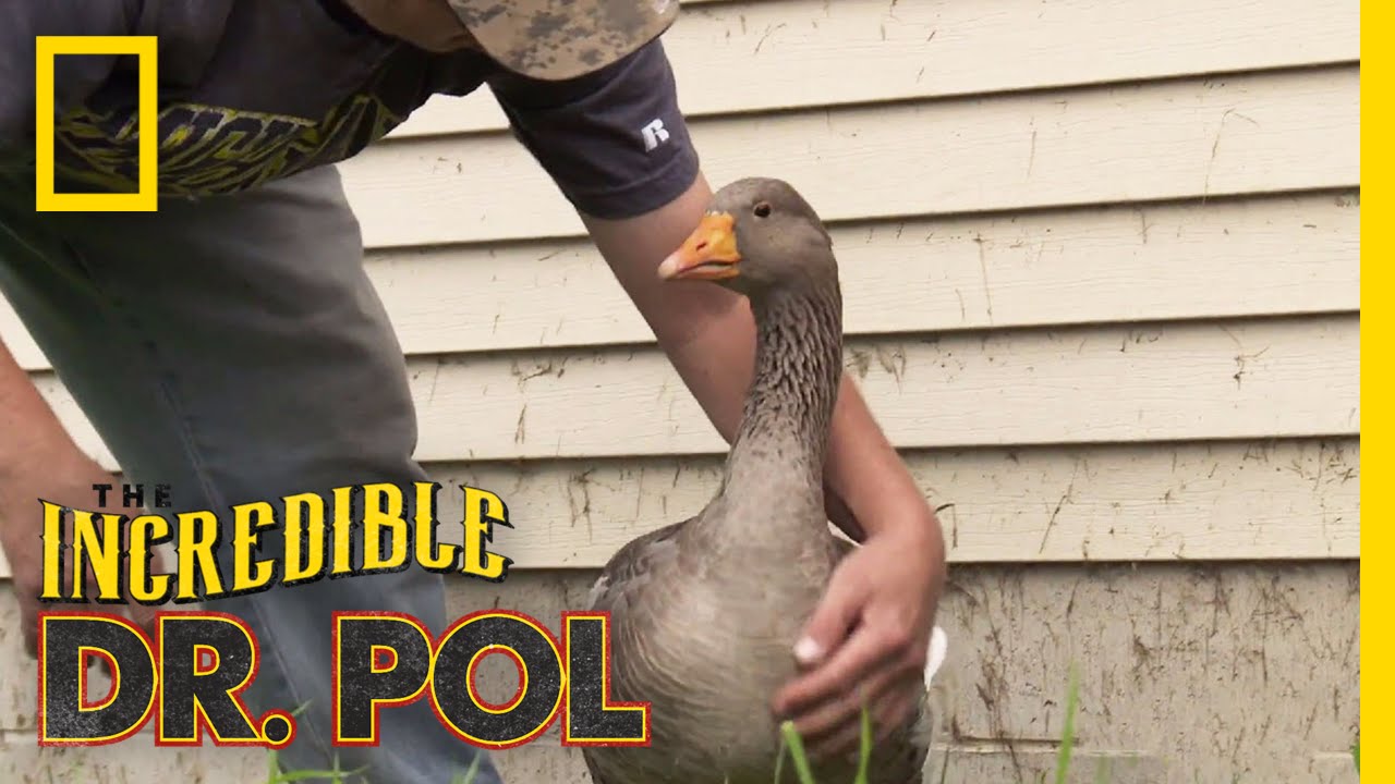 A Goose in Need Deserves Help Indeed | The Incredible Dr. Pol