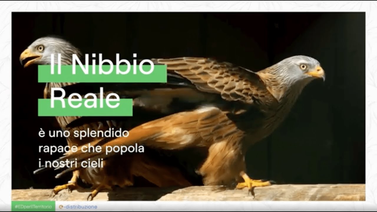 #EDperLaBiodiversità - Nibbio Reale