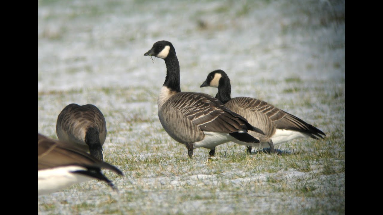 Identify a Cackling Goose!
