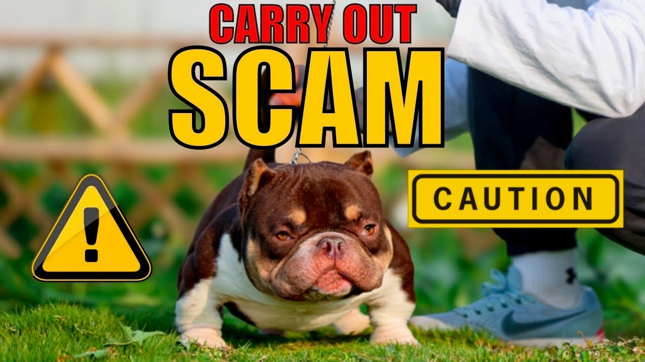 Carry Out Bully/ Bad Bully Breeding Business Owner/Scam