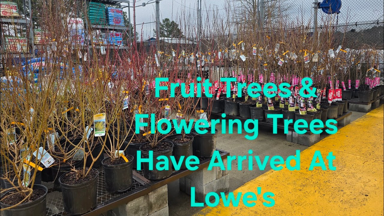 2026 Fruit Trees And Spring Flowering Trees Have Arrived At Lowe's 