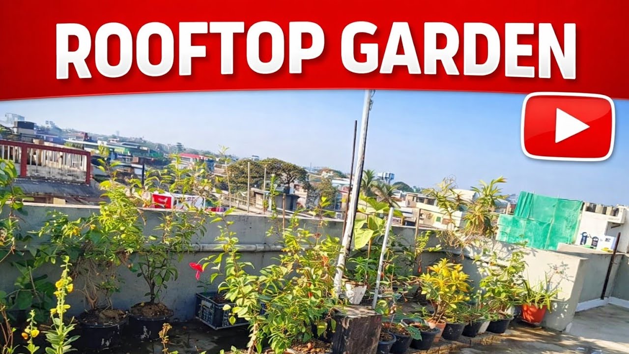 Rooftop garden, Bengali vlog, 