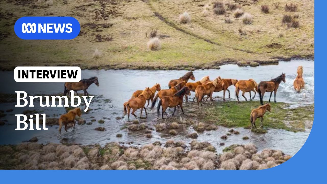 NSW to scrap law recognising heritage value of brumbies in Kosciuszko National Park | ABC NEWS