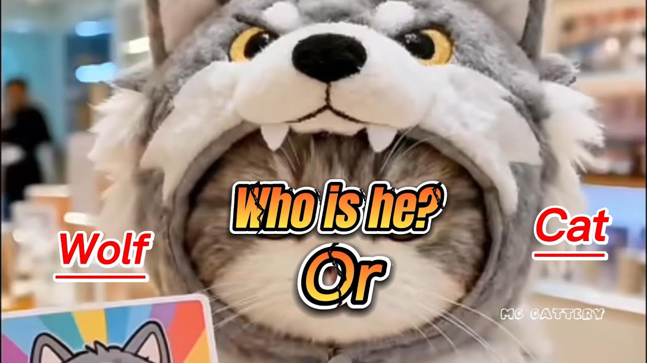 Guess Wolf or Cat? - 2 minutes with funny cat videos - ai cat videos!