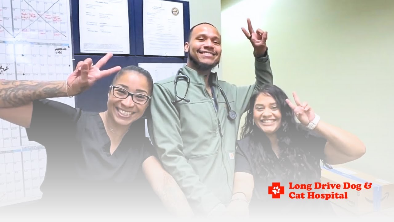 Life at Long Drive Dog & Cat Hospital