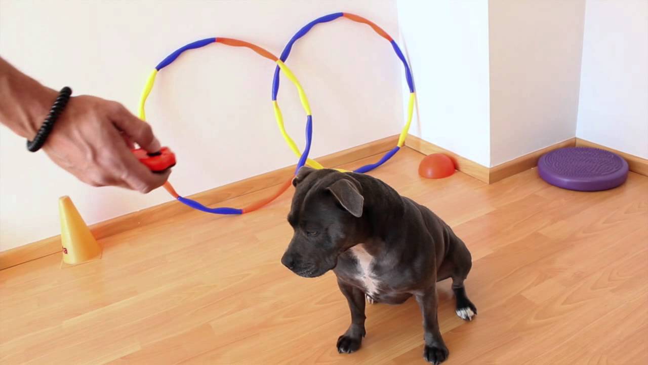 Cómo Cargar el Clicker Para Educar A Tu Perro