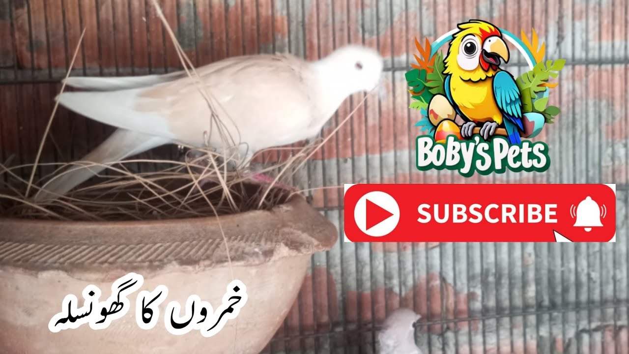 Khumro Ka nest BHANA dya  || abhi Andy Dy gy