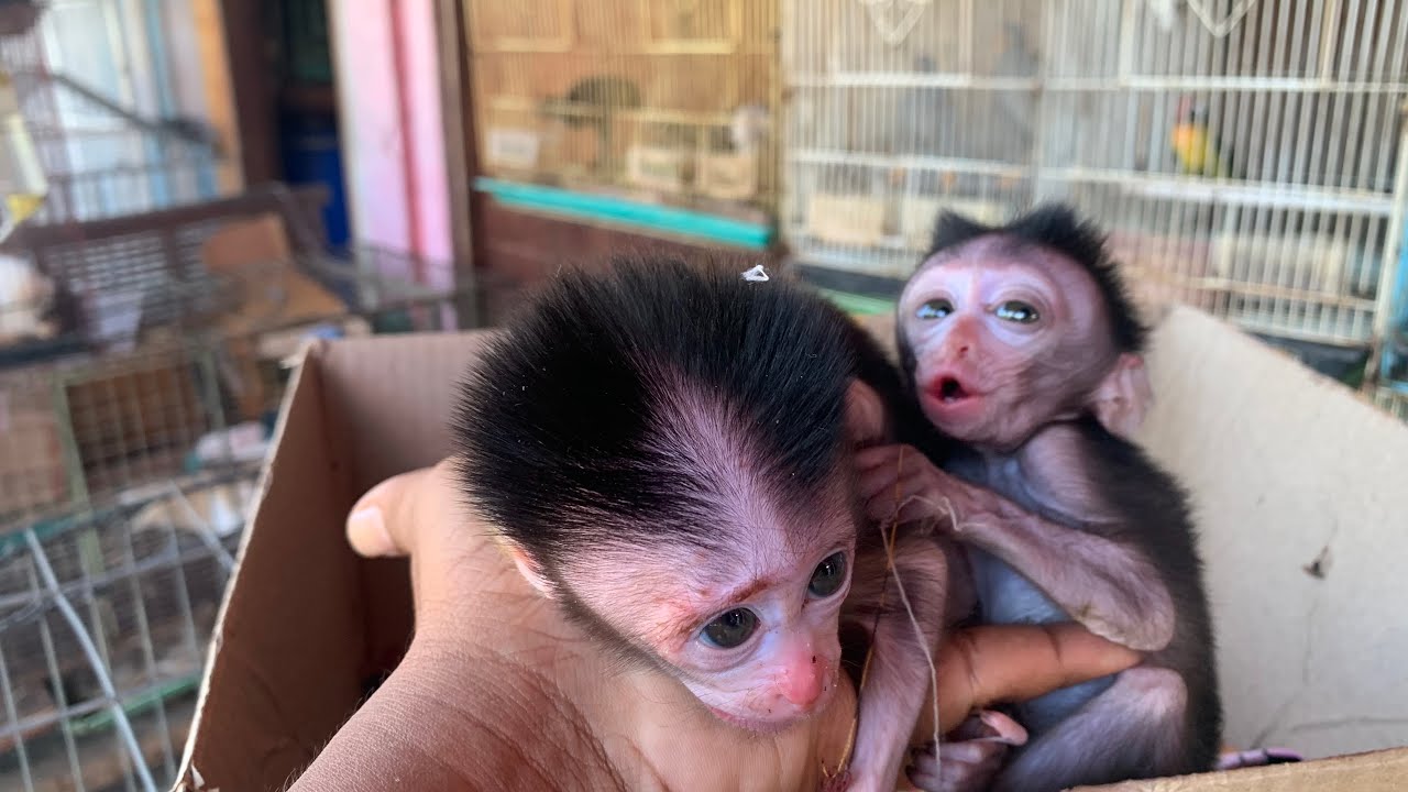 Poor Little Baby Monkey In A Box, At The Animal Market
