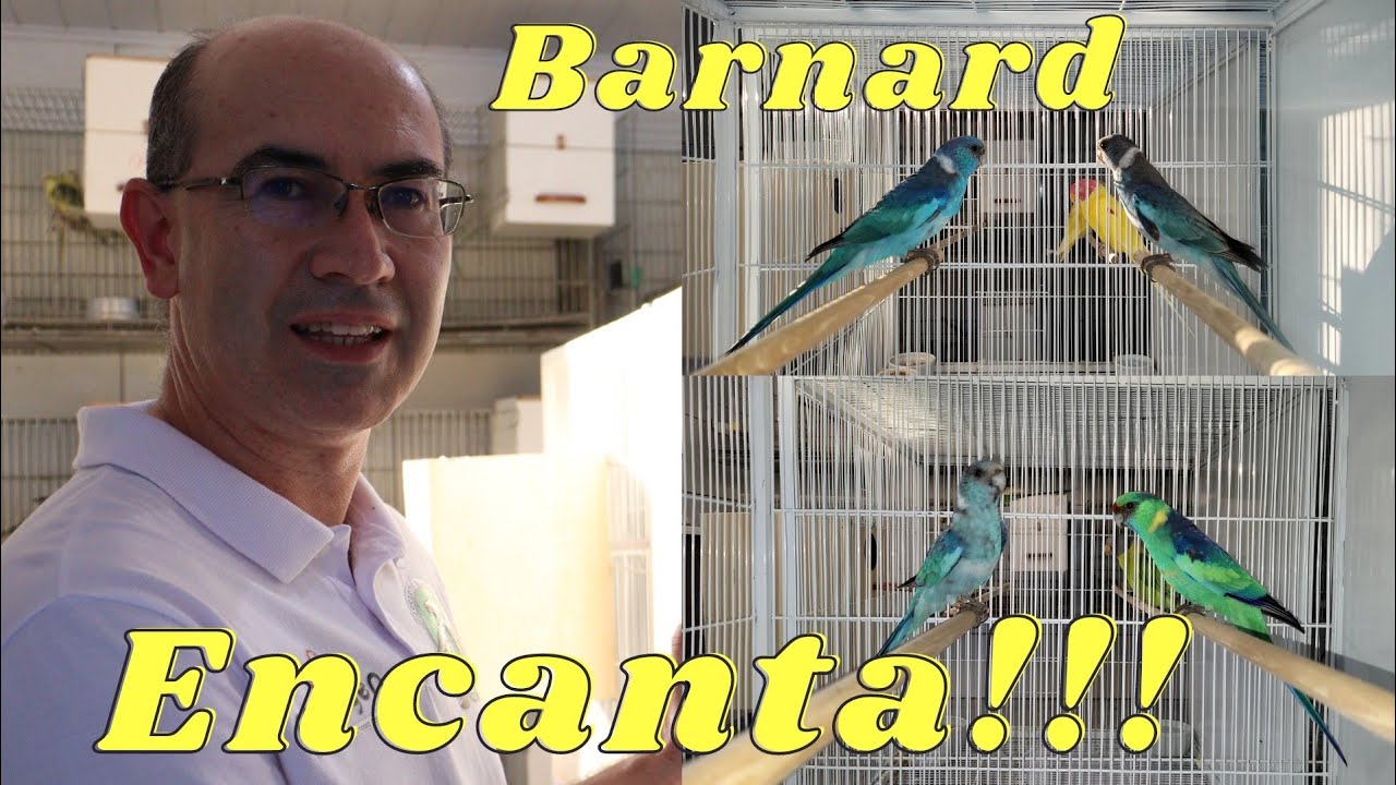 Esse Psitacideo Encanta!!!