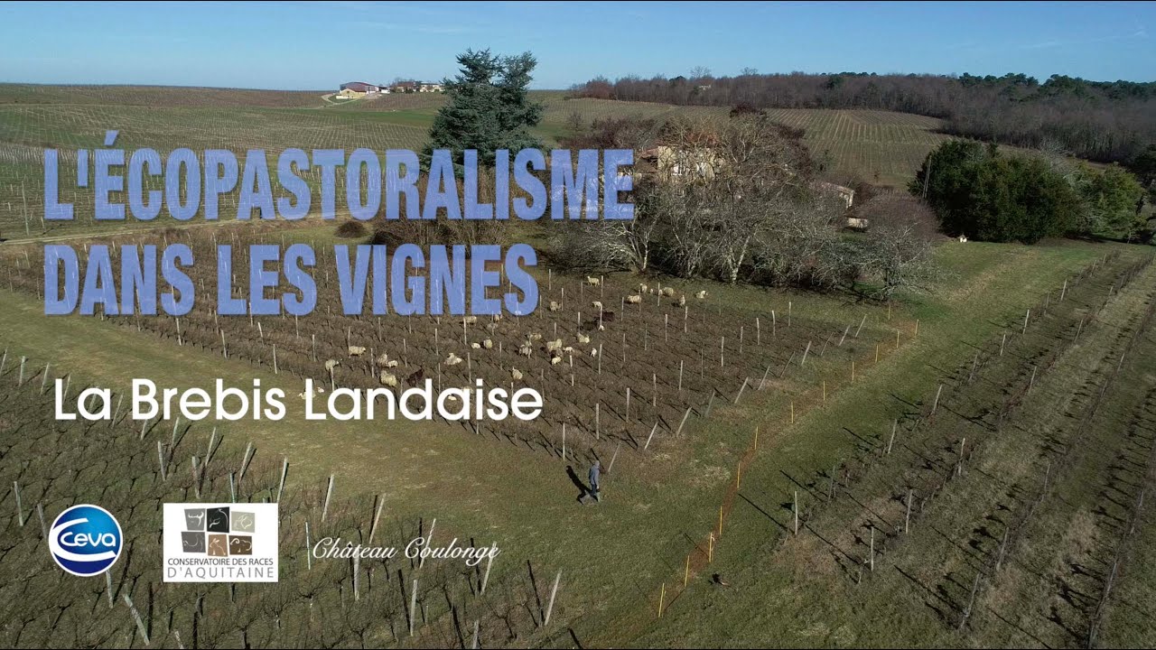 Écopastoralisme dans les vignes Chateau Coulonge