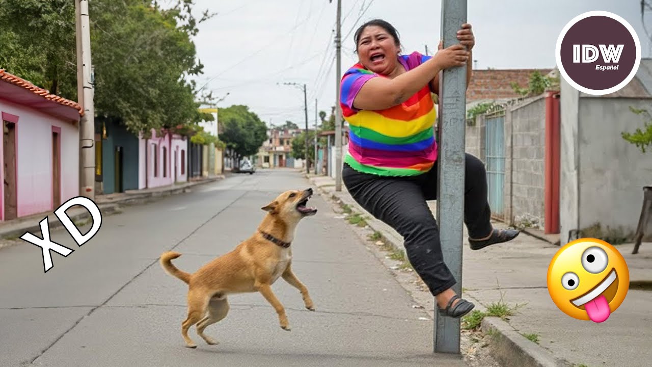 SI TE RÍES PIERDES NIVEL DIOS #336 🤣 VIDEOS DE RISA 😂 UNA HORA DE MOMENTOS😆