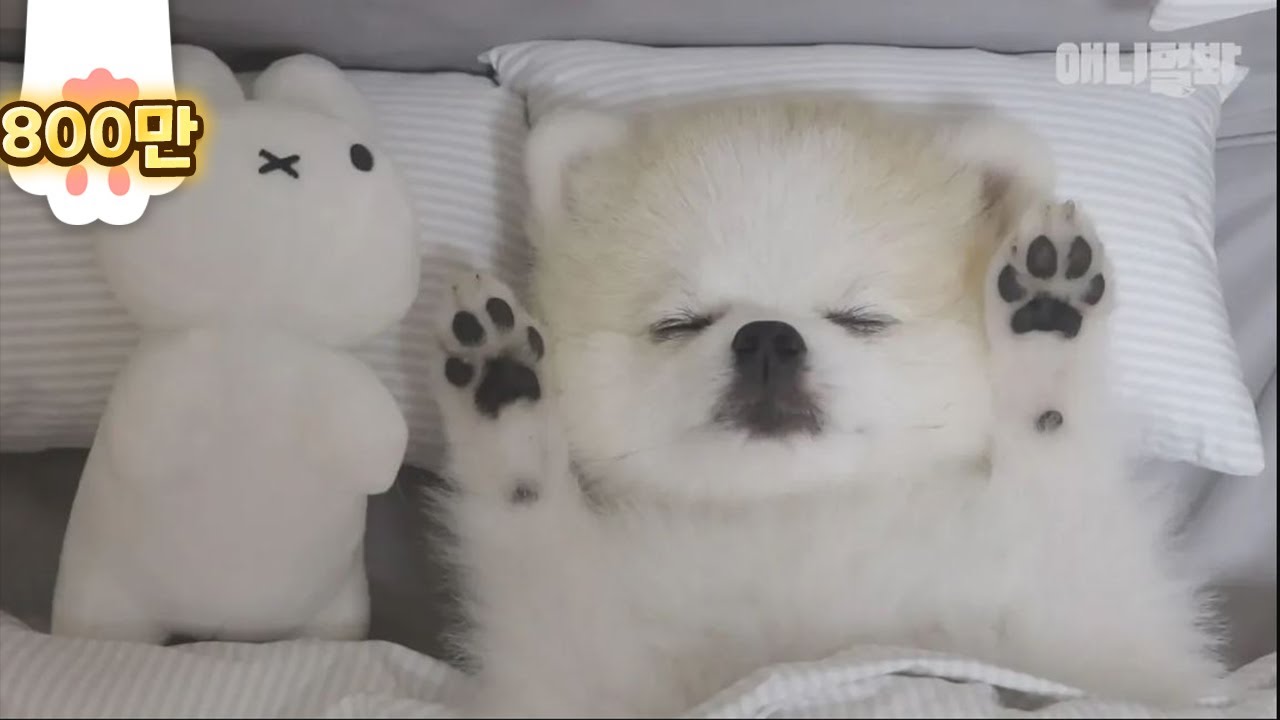 Нажмите Jello Paws, чтобы увидеть, является ли эта собака куклой или нет!