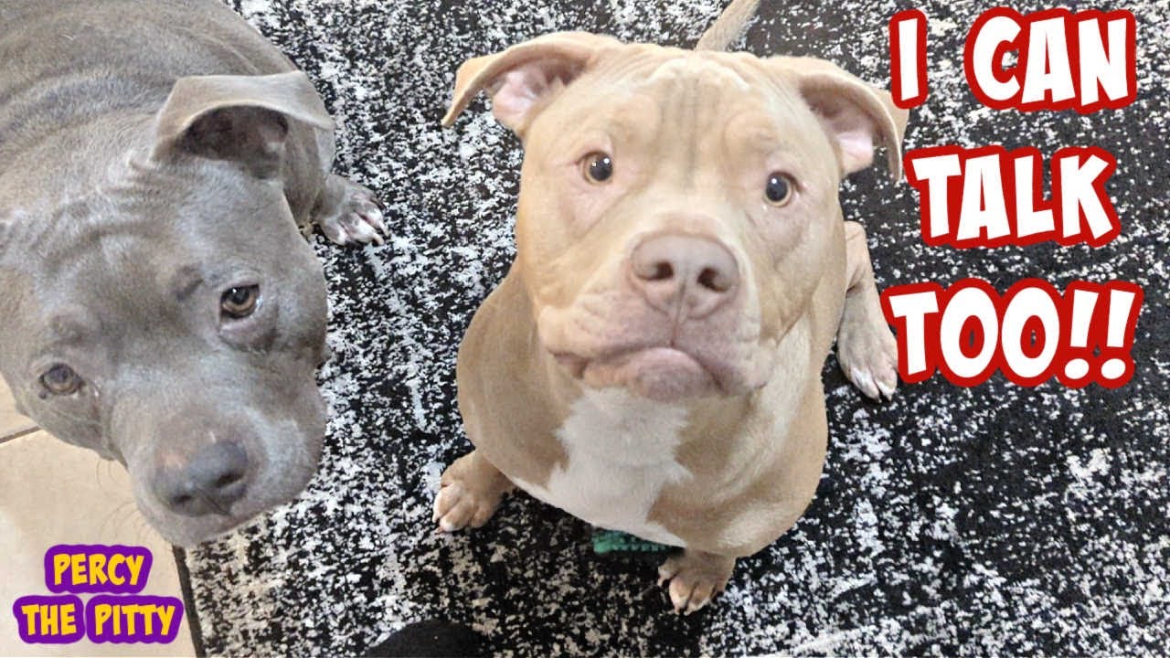 Питбуль учится говорить у лучших на YouTube! Его брат Зевс — говорящий пити!