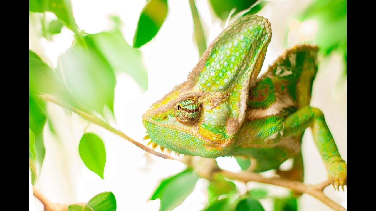 The Chameleon for Life!