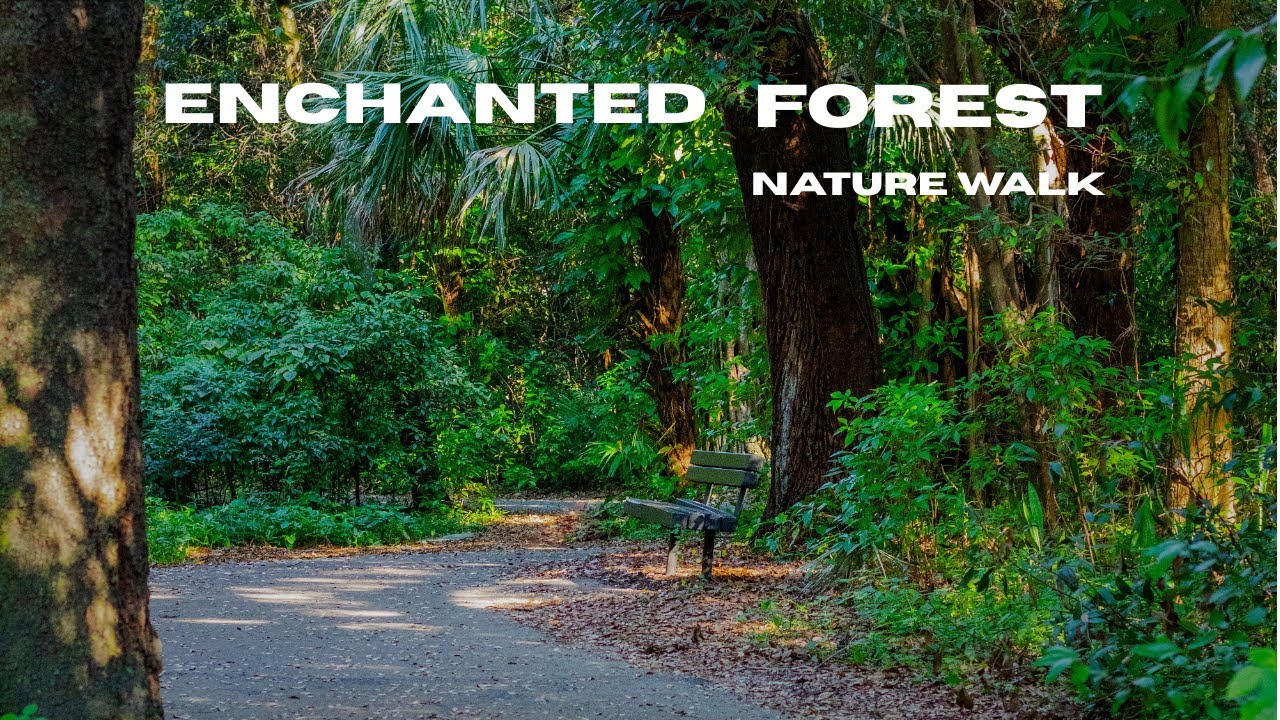 Relaxing Enchanted Forest Nature Walk
