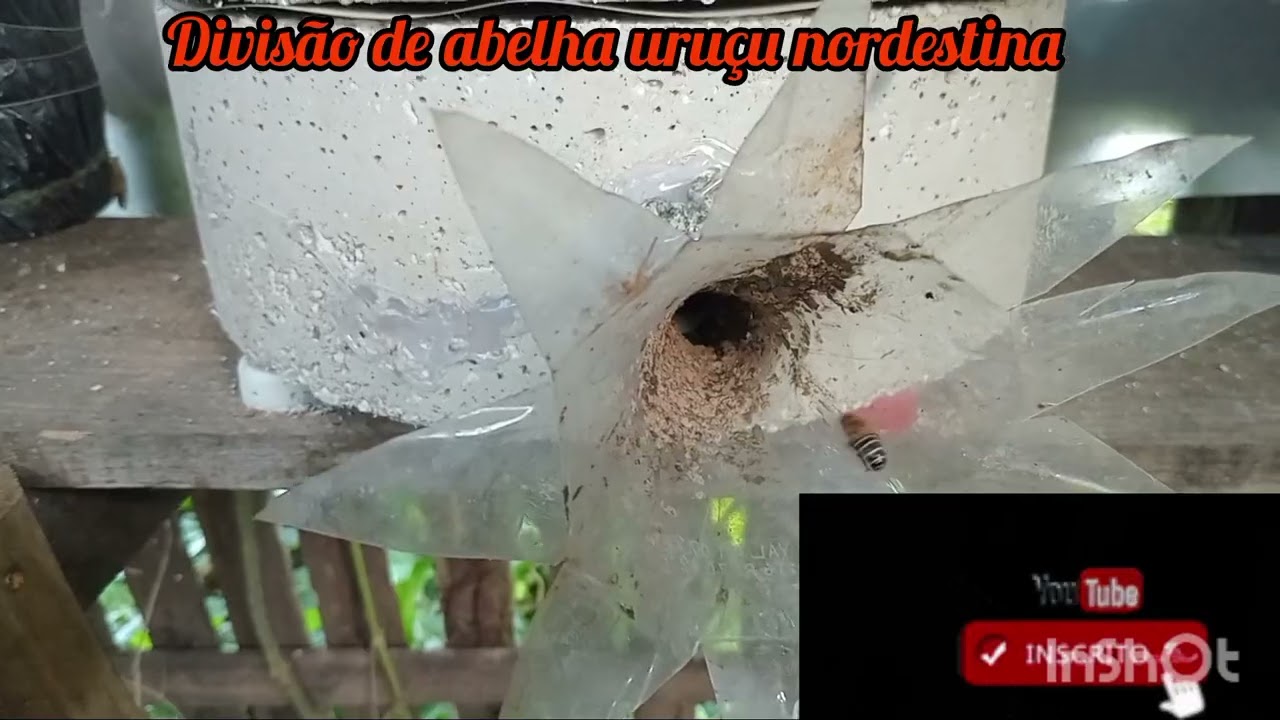 Divisão da abelha uruçu nordestina 
