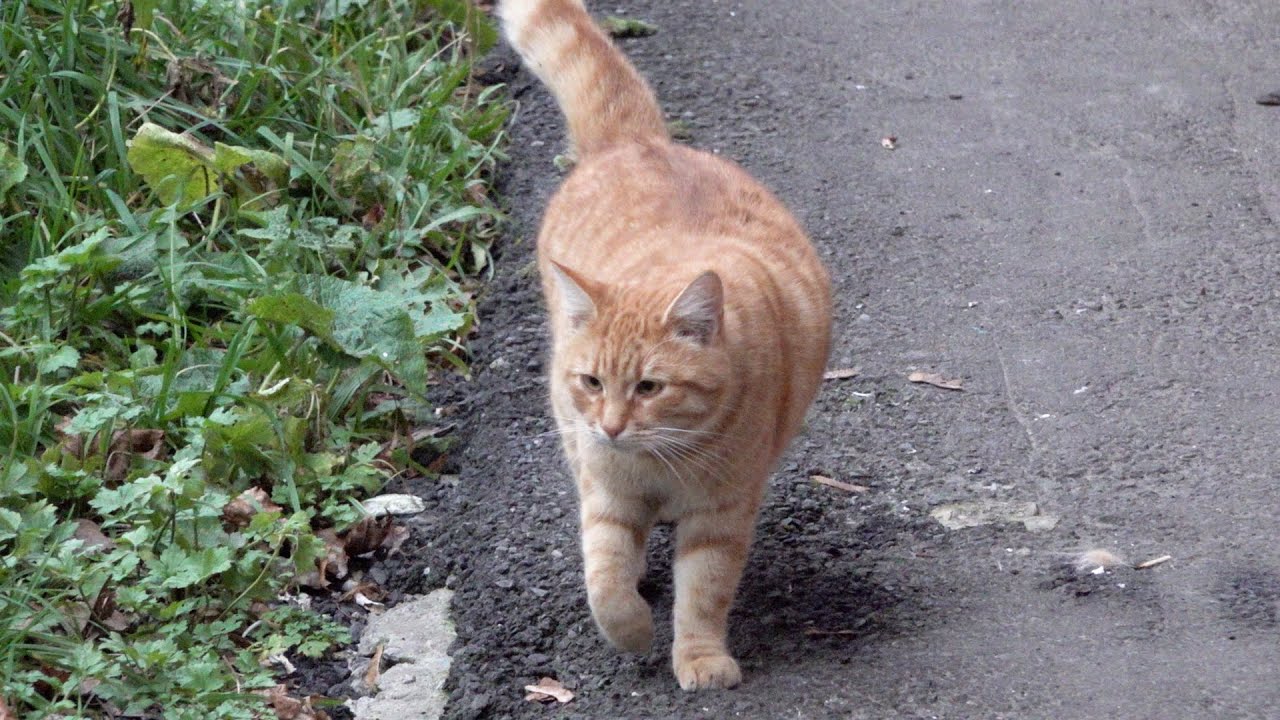 Friendly fat cats so happy every day