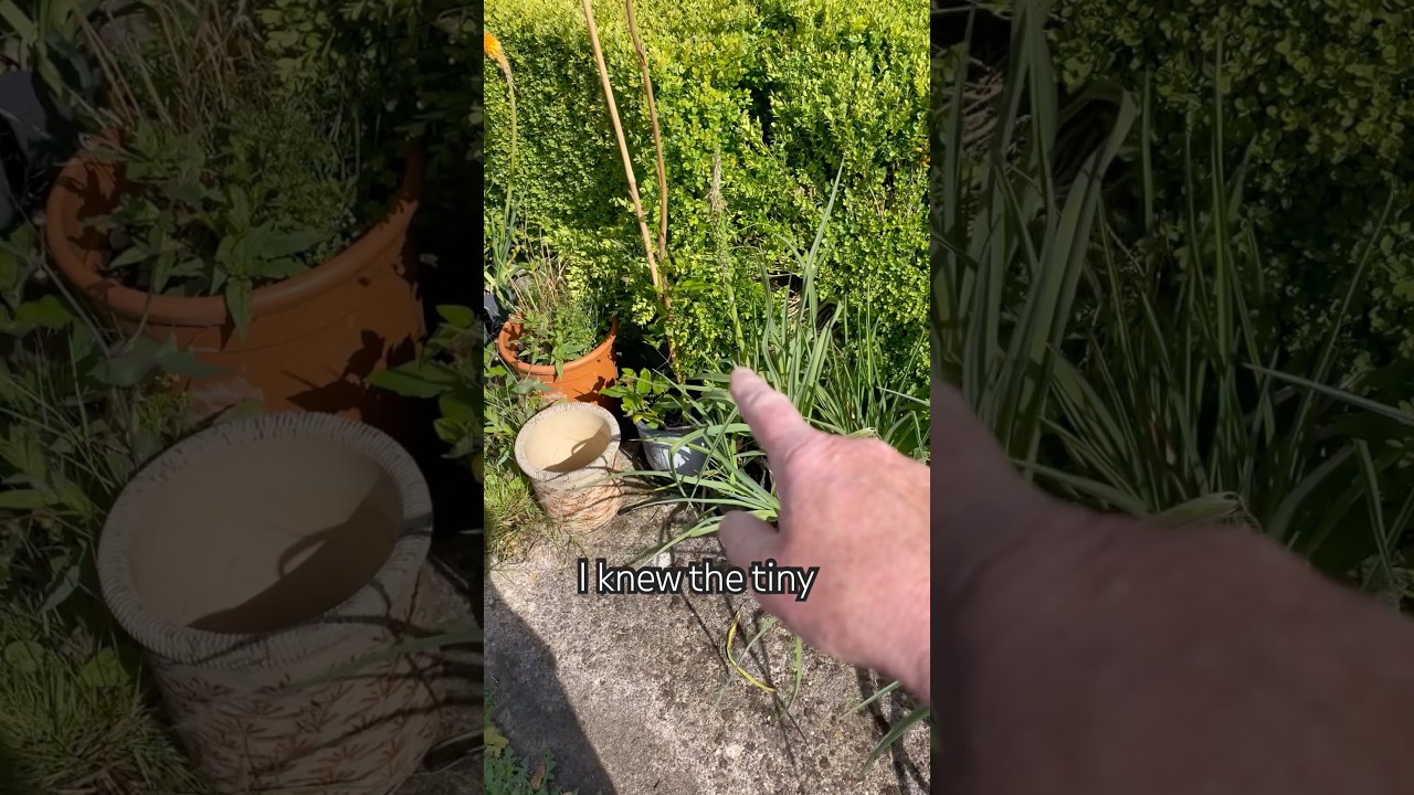 Mystery Wasp Drama. 
