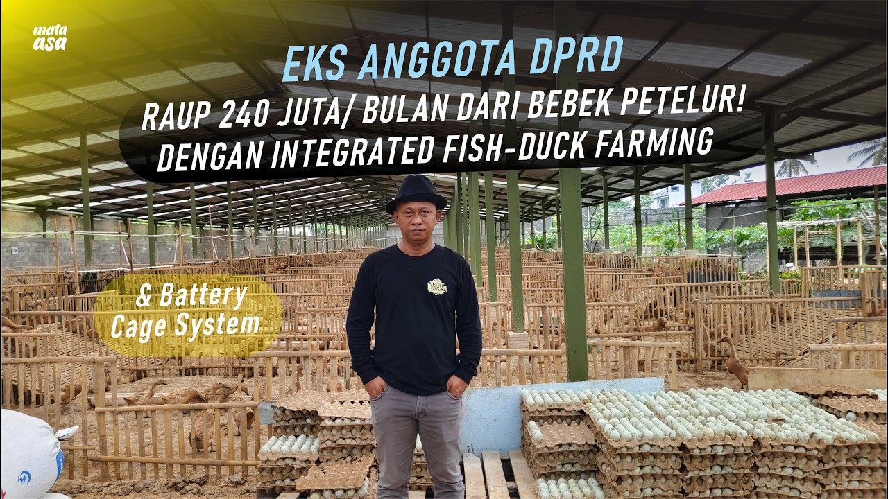 Eks Anggota DPRD Raup 240 Juta/Bulan dari Bebek Petelur! dengan Integrated Fish-Duck Farming