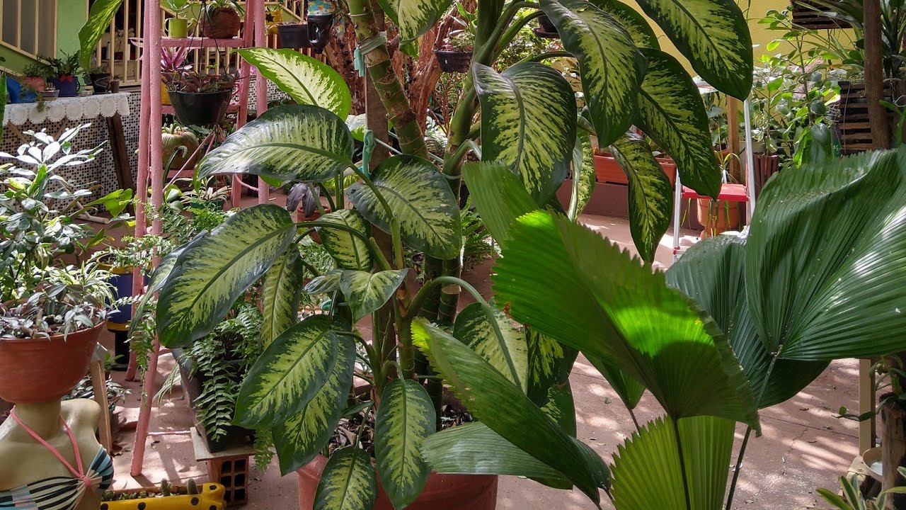 REPLANTANDO COMIGO NINGUÉM PODE GIGANTE