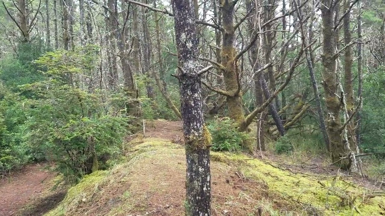 Swampy woods #nature 