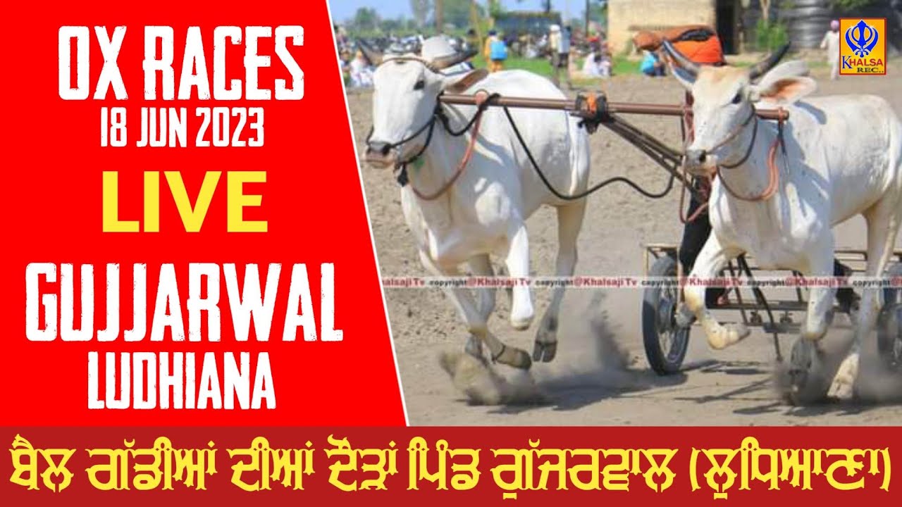 🔴[Live] Gujjarwal | Ludhiana | ਬੈਲ ਗੱਡੀਆਂ ਦੀਆਂ ਦੌੜਾਂ | बैलगाड़ी दौड़ | Ox Races | 18 Jun 2023