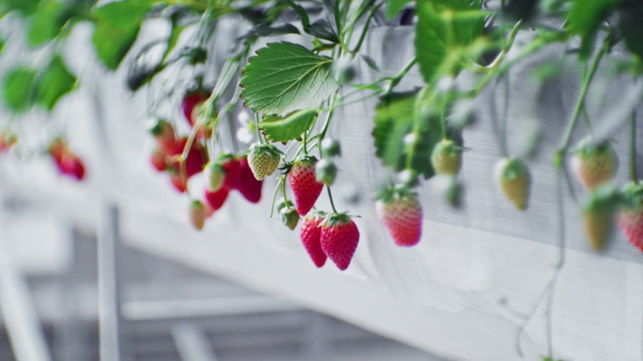 Liść poziomki - Folium Fragariae w fitoterapii; Henryka R&oacute;żańskiego